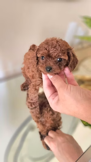 36d80e_b7b624d08c904213afab63d9cf297acc~mv2 Chocolate Teacup Poodle Female for Sale in Dubai