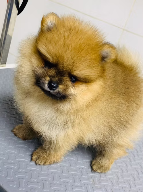 Toy Pomeranians Puppies | Buy Toy Pomeranians Puppies Online | Where To Buy Toy Pomeranians Puppies Online | Order Toy Pomeranians Puppies Online