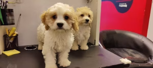 36d80e_b9a5a7c20b004918bda32db7aad8c401~mv2 Light Golden Cavapoo Puppy