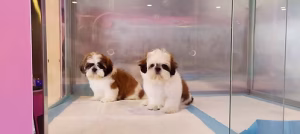 36d80e_b9d1994bb5344dccab735ea26f45d05a~mv2 Shihtzu Puppies Available | Buy Shihtzu Puppies Available Online | Order Shihtzu Puppies Available Online | Where To Buy Shihtzu Puppies Available Online