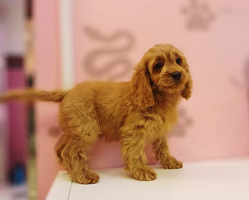 36d80e_ba39dd6dbc4940a393d3ee50f2ad9f92~mv2 Golden Cavapoo Puppy
