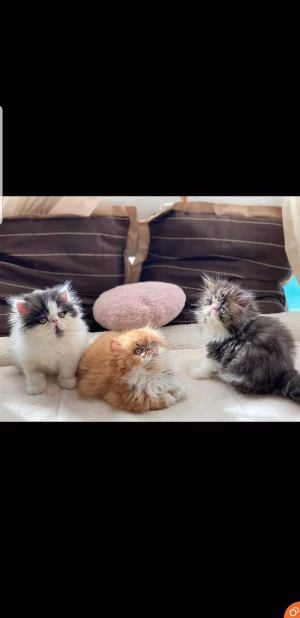 36d80e_bbf082fc7f204ac3bc40b5b501a4454c~mv2 Extreme punch persian kittens | Buy Extreme punch persian kittens Online | Order Extreme punch persian kittens | Extreme punch persian kittens For Sale