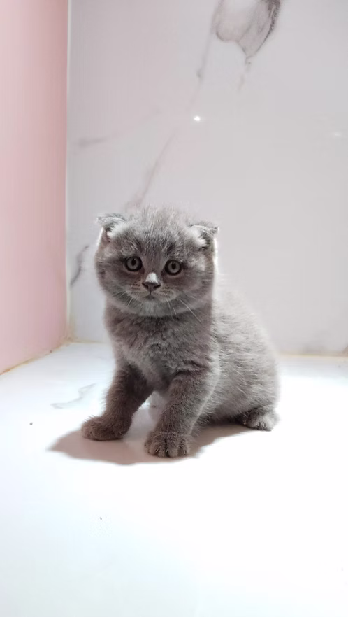 Grey Female Scottish Fold Kitten | Buy Grey Female Scottish Fold Kitten Online | Order Grey Female Scottish Fold Kitten Online