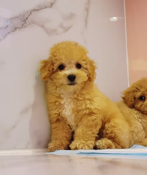 Golden Honey Maltipoo Puppy | Buy Golden Honey Maltipoo Puppy | Order Golden Honey Maltipoo Puppy Online | Golden Honey Maltipoo Puppy For Sale Online