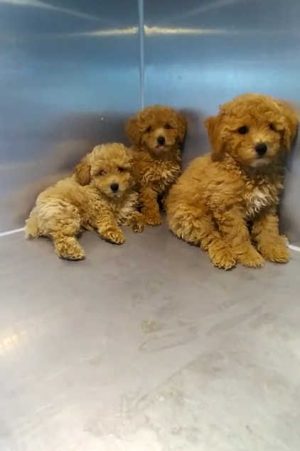Honey Golden Maltipoo Puppies | Buy Honey Golden Maltipoo Puppies Online | Order Honey Golden Maltipoo Puppies | Honey Golden Maltipoo Puppies For Sale