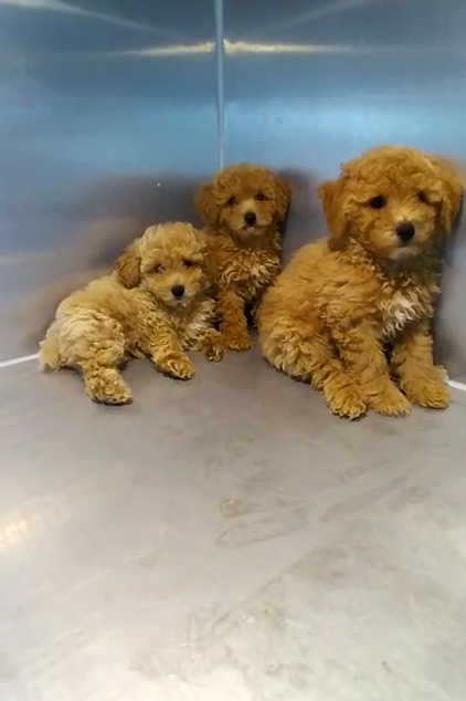 Honey Golden Maltipoo Puppies | Buy Honey Golden Maltipoo Puppies Online | Order Honey Golden Maltipoo Puppies | Honey Golden Maltipoo Puppies For Sale