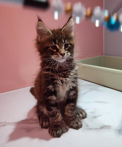 Polidac Mainecoon Male | Buy Polidac Mainecoon Male Online | Polidac Mainecoon Male For Sale Online | Order Polidac Mainecoon Male Online