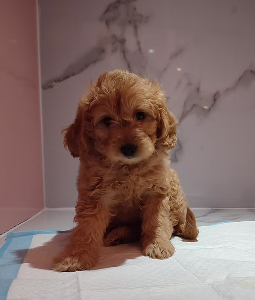 Chocolate Cocapoo Puppy for Sale in Dubai | Buy Chocolate Cocapoo Puppy Online | Order Chocolate Cocapoo Puppy Online | Chocolate Cocapoo Puppy