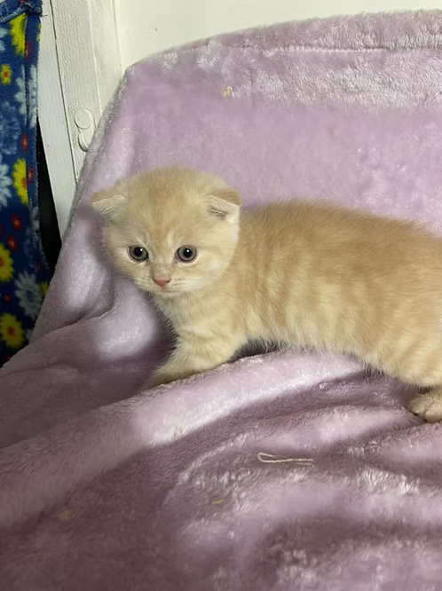 Cream Scottish Fold Kitten | Buy Cream Scottish Fold Kitten Online | Order Cream Scottish Fold Kitten Online | Where To Buy Cream Scottish Fold Kitten