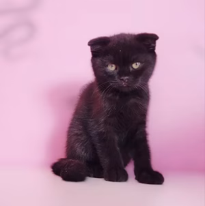 36d80e_c4ee6e5a47614216a5c4d276bf9fd16a~mv2 Black Scottish Fold Kitten | Buy Black Scottish Fold Kitten Online | Where To Buy Black Scottish Fold Kitten Online | Order Black Scottish Fold Kitten