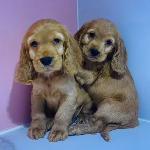 Tricolour English Cocker Spaniel Pups for Sale in Dubai