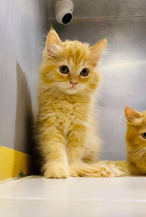 36d80e_c7c9fb758b1249eaabeebc79c7151593~mv2 Golden Brown Persian Kittens | Buy Golden Brown Persian Kittens Online | Order Golden Brown Persian Kittens Online | Golden Brown Persian Kittens For Sale