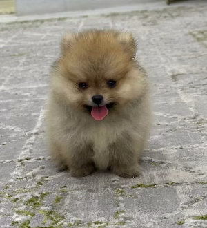 36d80e_ced904d80163453ba799a4977131359c~mv2 Brown Teacup Pomeranian Puppy for Sale in Dubai | Order Brown Teacup Pomeranian Puppy Online | Buy Brown Teacup Pomeranian Puppy Online