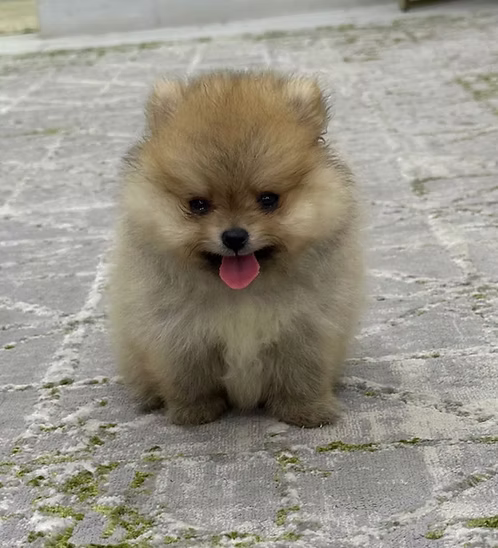 36d80e_ced904d80163453ba799a4977131359c~mv2 Brown Teacup Pomeranian Puppy for Sale in Dubai | Order Brown Teacup Pomeranian Puppy Online | Buy Brown Teacup Pomeranian Puppy Online