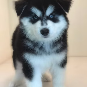 Husky Male Online