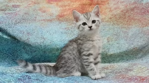 Silver Chinchilla Scottish Stright kittems | Buy Silver Chinchilla Scottish Stright kittems Online | Order Silver Chinchilla Scottish Stright kittems Online