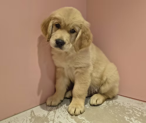 36d80e_d265d8d97bb4419580bb527bf049136b~mv2 Medium Golden Retriever Puppy for Sale in Dubai