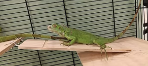 Green Iguana for Sale in Dubai | Buy Green Iguana Online | Order Green Iguana Online | Where To Buy Green Iguana Online | Can We Buy Green Iguana Online