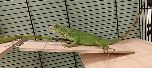 Green Iguana for Sale in Dubai | Buy Green Iguana Online | Order Green Iguana Online | Where To Buy Green Iguana Online | Can We Buy Green Iguana Online