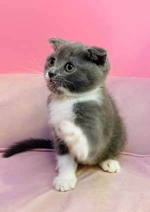 36d80e_d9da0f0756e24770b6b496046cb25db3~mv2 Golden Tabby Scottish Fold Kitten for Sale in Dubai | Buy Golden Tabby Scottish Fold Kitten Online | Order Golden Tabby Scottish Fold Kitten Online