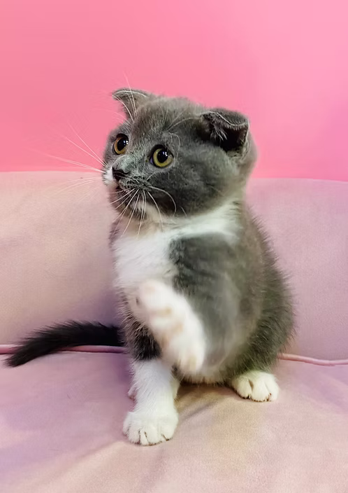 Golden Tabby Scottish Fold Kitten for Sale in Dubai | Buy Golden Tabby Scottish Fold Kitten Online | Order Golden Tabby Scottish Fold Kitten Online