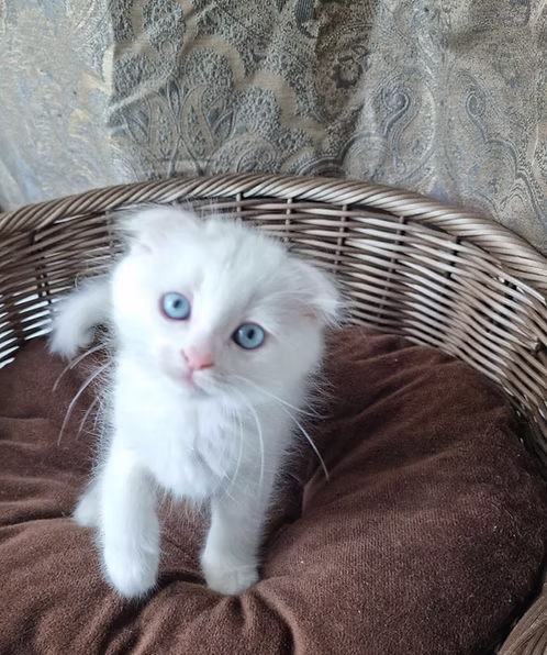 White Scottish Fold Kittens | Buy White Scottish Fold Kittens Online | Order White Scottish Fold Kittens Online | White Scottish Fold Kittens For Sale