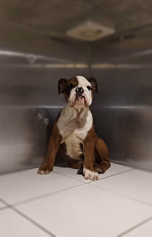 36d80e_df6b8345bf1a457cb5bb44de982b4591~mv2 English Bulldog Male | Buy English Bulldog Male Online | Order English Bulldog Male Online | Where To Buy English Bulldog Male Online