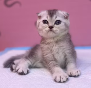 Silver Tabby Scottish Fold Kitten | Buy Silver Tabby Scottish Fold Kitten Online | Order Silver Tabby Scottish Fold Kitten Online