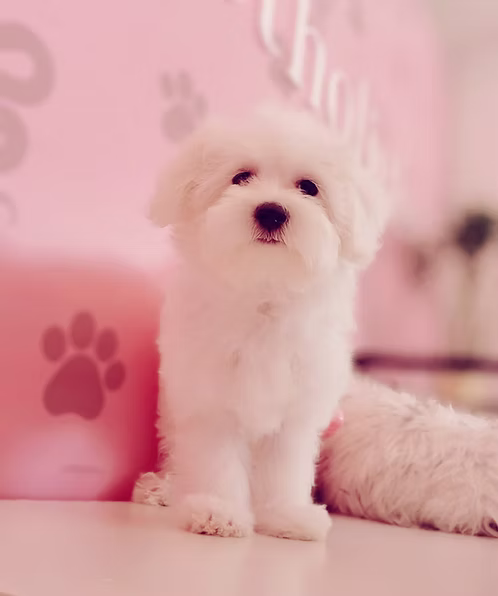 Fluffy White Maltese Puppy