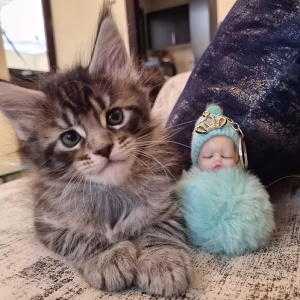36d80e_e44ea7af199d439cb62de84bc398674d~mv2 Multi-Color Maine Coon Female | Buy Multi-Color Maine Coon Female Online | Where To Buy Multi-Color Maine Coon Female Online