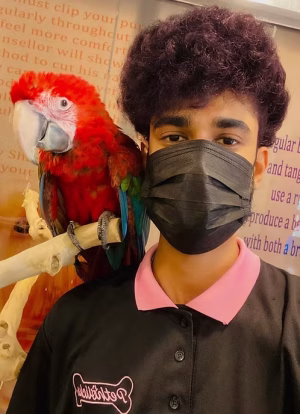 36d80e_e4e60f0113fa450daa01e0957cd6c2fc~mv2 Hand Tamed Green Wing Macaw for Sale in Dubai | Buy Hand Tamed Green Wing Macaw Online | Order Hand Tamed Green Wing Macaw Online