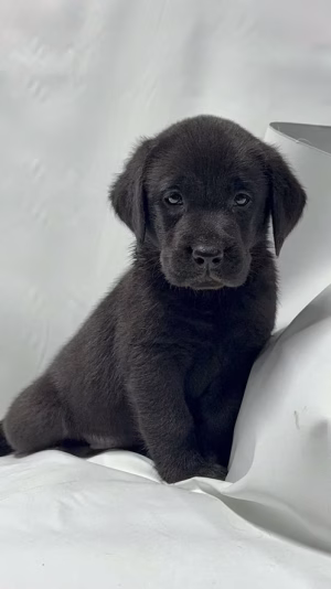 36d80e_e5ef0a3b4d434c05bbaf5c54a8ea71e9~mv2 Black Labrador Puppy in Dubai