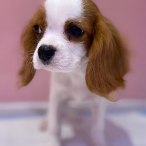 King Charles Cavalier Male