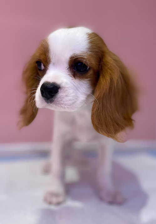 36d80e_e702aa55b6494ad6b3de2e9b1e7437aa~mv2 King Charles Cavalier Male | Buy King Charles Cavalier Male Online | Where To Buy King Charles Cavalier Male Online | Order King Charles Cavalier Male