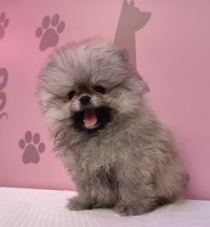 36d80e_e792b8f447fa4b3baf35b051518bcb40~mv2 Peach Apricot Teacup Pomeranian Puppy | Buy Peach Apricot Teacup Pomeranian Puppy Online | Peach Apricot Teacup Pomeranian Puppy For Sale Online
