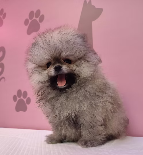 Peach Apricot Teacup Pomeranian Puppy | Buy Peach Apricot Teacup Pomeranian Puppy Online | Peach Apricot Teacup Pomeranian Puppy For Sale Online