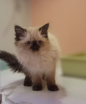 36d80e_eae26aa857034d31888c3d3f3a29113c~mv2 Himalian Kitten Online | Buy Himalian Kitten Online | Order Himalian Kitten Online | Himalian Kitten For Sale Online | Can We Buy Himalian Kitten Online
