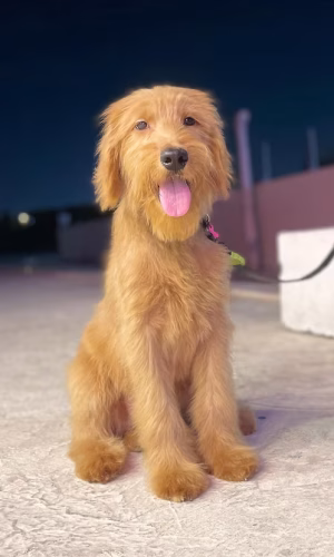 Cream Goldendoodle Puppy for Sale in Dubai