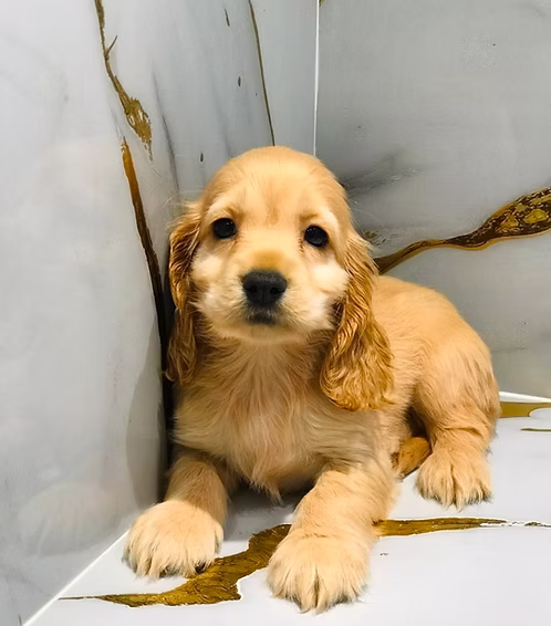 36d80e_eb1e33ad90c14c2f9998de9f0c6cdfce~mv2 Golden English Cocker Spaniel Puppy for Sale in Dubai | Buy Golden English Cocker Spaniel Puppy Online | Golden English Cocker Spaniel Puppy Online