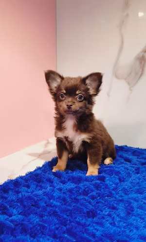 36d80e_efd3ac56c34a4cd3861f9badb8deebbc~mv2 (1) Chihuahua Puppy Online | Buy Chihuahua Puppy Online | Order Chihuahua Puppy Online | Where To Buy Chihuahua Puppy | Chihuahua Puppy For Sale Online