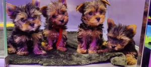 36d80e_f0d6e4a05737438a8f28a6f2825398ec~mv2 Exotic Merle Dachshund Puppy | Buy Exotic Merle Dachshund Puppy Online | Where To Buy Exotic Merle Dachshund Puppy Online