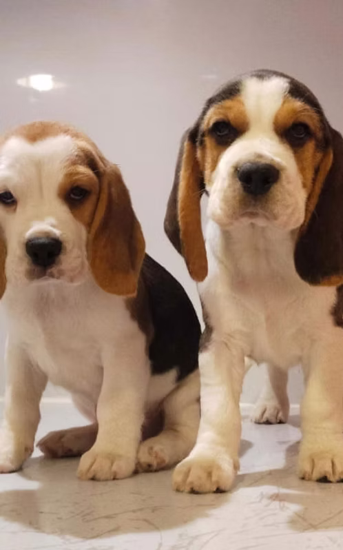 36d80e_f11fd3877bdd46d196e63580c531e85f~mv2 (1) Beagle Male Puppies Online | Buy Beagle Male Puppies Online | Order Beagle Male Puppies Online | Where To Buy Beagle Male Puppies Online