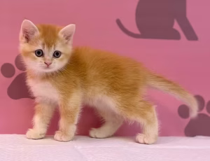 36d80e_f131820c15bf4192bed3af93d3ef1ed1~mv2 Apricot Golden Chinchilla Persian Kitten for Sale in Dubai | Buy Apricot Golden Chinchilla Persian Kitten Online | Order Apricot Golden Chinchilla Persian
