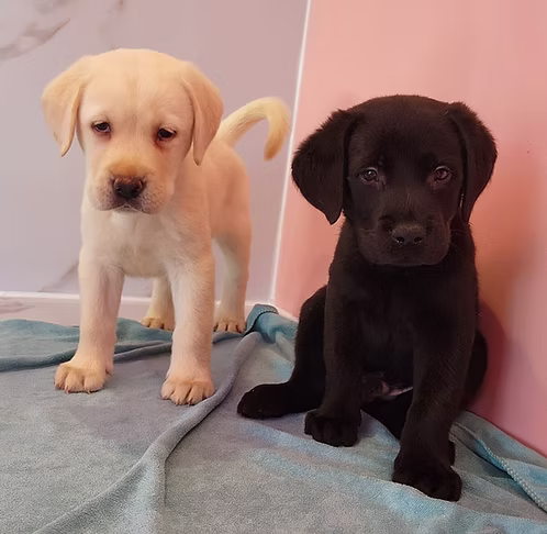 36d80e_f1faa6f513254335a2636f9665cc7316~mv2 (1) Golden Yellow Labrador Puppies for Sale in Dubai