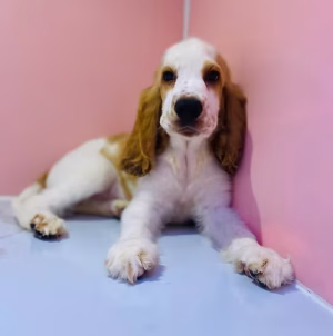 36d80e_f39bce090bc942dc8f31922631ded6b0~mv2 (1) Chocolate English Cocker Spaniel for Sale in Dubai