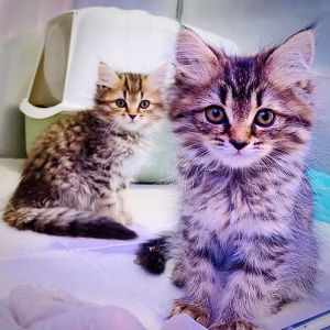Lilac Grey Siberian Kitten for Sale in Dubai | Buy Lilac Grey Siberian Kitten Online | Order Lilac Grey Siberian Kitten Online