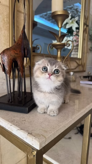 36d80e_f471db2f2224424e980a0e8e776ce590~mv2 Grey & White Munchkin Kitten | Buy Grey & White Munchkin Kitten | Order Grey & White Munchkin Kitten Online | Grey & White Munchkin Kitten For Sale Online