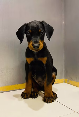 Black & Tan Doberman Puppy