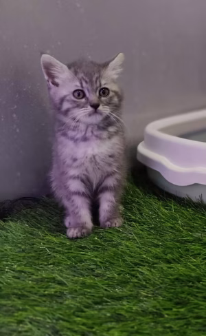 Grey Tabby British Shorthair Male | Buy Grey Tabby British Shorthair Male Online | Order Grey Tabby British Shorthair Male Online Grey Tabby British Shorthair Male | Buy Grey Tabby British Shorthair Male Online | Order Grey Tabby British Shorthair Male Online
