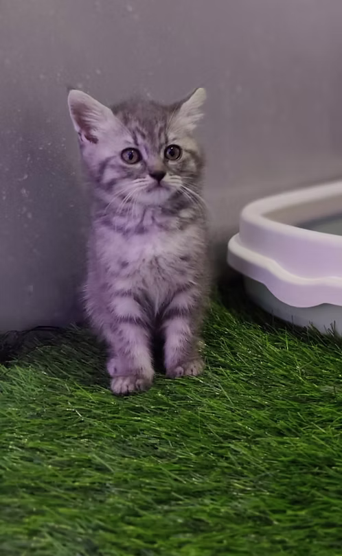 Grey Tabby British Shorthair Male | Buy Grey Tabby British Shorthair Male Online | Order Grey Tabby British Shorthair Male Online